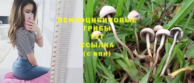 Псилоцибиновые грибы Psilocybine cubensis  сколько стоит  Шумиха 